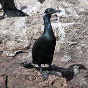 Brandt's Cormorant